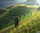 Pirinç terasları, Tayland